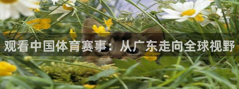 观看中国体育赛事：从广东走向全球视野